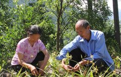 ���Ҿ����������ֲ�ҩ��ƶ�¸�·�ӹ�