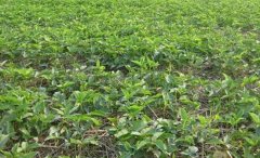 <b>���������������ҩ�İ���һĶ����7000Ԫ</b>