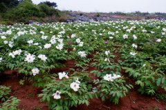 ҩ��ĵ�������ַ���