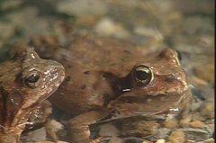 ��ֳ���׬Ǯ��?