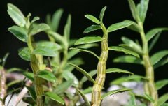 ��Ƥʯ����ֲ��ҵ����