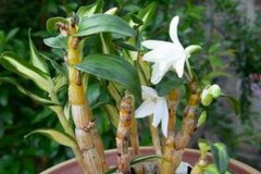 ����ʯ������ֲ����