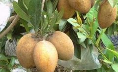 ���Ĺ����༼����Ƶ