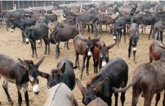 ����¿������������¿����ֳ������Ƶ