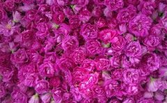 ɽ��ƽ���ع���ˮ��õ�廨�����ڿٵ���ǧ��Ƹ�