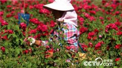 [�¸���]Ҧ����:��õ�廨���Ϸ����̻�����ǧ��