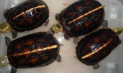 ��Ե�տǹ���ֳ�����У�һ��ľ��İ���