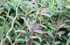 [ũ�����]��Ƥʯ����Ұ�����༼����Ƶ