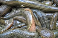 [ÿ��ũ��]ˮ�����صĲƸ�