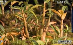 [�Ƽ�Է]������ߵ�С�������ص���ֲ������Ƶ