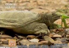 [ÿ��ũ��]ҧ�˵ļ����׬Ǯ