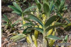 �߳���ɽ��ʯ����ΪȺ�ڵġ��¸��ݡ�