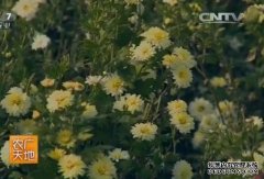 [ũ�����]���������:������༼����Ƶ