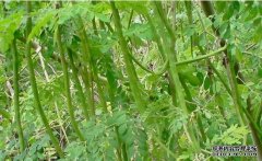 ����ũ���Ҷ��:����ľҶ�½���ʮ��