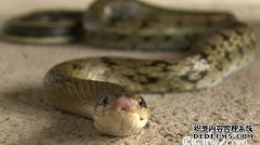 �¸����������޲�ͤ������������ֳ����׬���Ĵ�Ƹ�