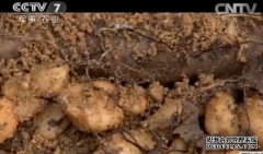 [�Ƽ�Է]ר��ľͷ��������ֲ������Ƶ