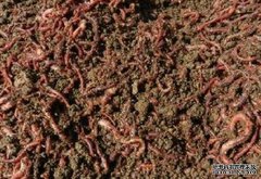 �ӱ����ݣ�С��������ġ������¸�����