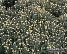 2016�°��걱���ռ۸�������̿���