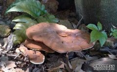 Τ����:�����������֥�������