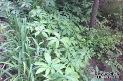 �����ͻ�ժ�����������Ȳݳ���ϲ��,ÿĶ���������Ԫ