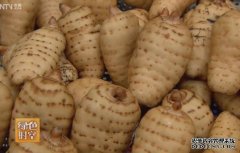 [��ɫʱ��]���顢��֥��ɣ����ֲ�����е� �������