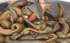 �ŵ�ʡ��С��󨡰�������ĲƸ�