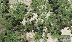 �����򵥵ĺ�����ؿ����������ũ���¸�·