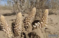 ��֪��ɳĮ��ֲ��������׬150��Ԫ,����������