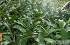 [��ɫʱ��]�л����溦 ������ֲʯ�����ƾ���׬Ǯ