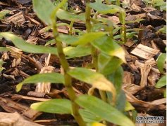 ��Ƥʯ��Ҷ�ӷ�����ô��?