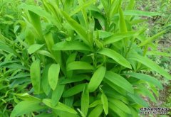 ����������ҩ����̬�����桰˫���ա�