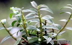 ������Ƥʯ������������׬Ǯ