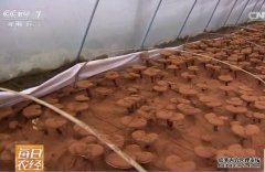 [ÿ��ũ��]��ֲ��֥��Ȼ����׬Ǯ