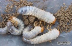 �ֻ��������������?