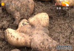 ��ֲɽҩ׬Ǯ��:����ɽҩ��������ġ������