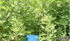 ����ޭ��ޭ����һ��С�ݴ���ĲƸ�