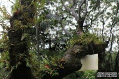 ��Ƥʯ��������֦���ϸ�׬Ǯ һ�ﻨ����4000Ԫ