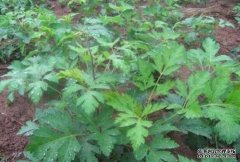 ��־����ֲǰ�� Բ���¸���