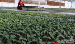 �������缼��Ҫ��