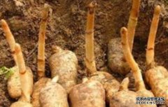 �ֺ�����ץ���㣺�¶ȡ�ʪ��