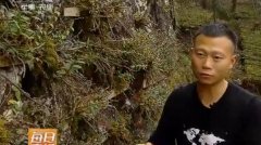 [ÿ��ũ��]��Ұ����ʯ��,��ʯ���������ϡ������ͱ���