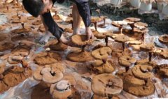 ��֥��ֲ���ַ�����:��֥�̶�ľ�����¼���