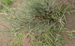 <b>������༼��Ҫ��</b>