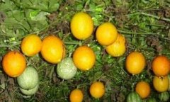 <b>�������ֲ��������ֲ����</b>