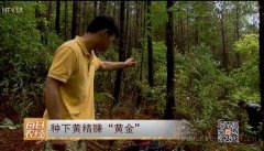 ���»ƾ�׬���ƽ� һĶЧ��ɴ�5��Ԫ