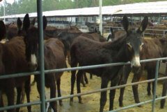 ¿Ƥ450��Ǯһ����ʮ������40�� δ����¿ǰ����