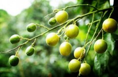 <b>[ÿ��ũ��]ҩʳͬԴ�Ļ�Ƥ��ֲЧ���</b>