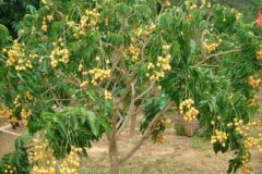 <b>[ũ�����]��Ƥ���༼����Ƶ</b>