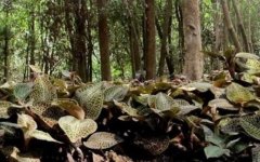 <b>��������ֲ�ɱ���Ч�����</b>