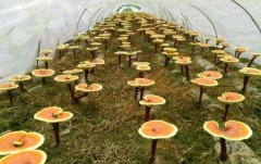 ��ֲ��֥��������Ч���